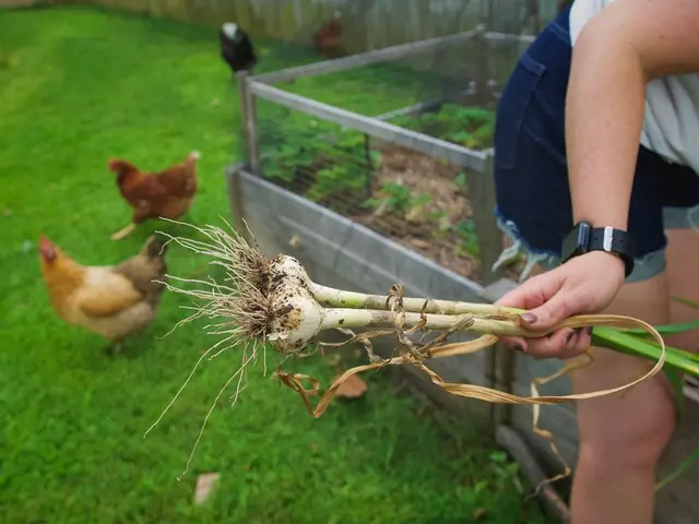 Jeune plant de courgette vigoureux en pleine terre, montrant un espacement adéquat avec d'autres légumes du potager.