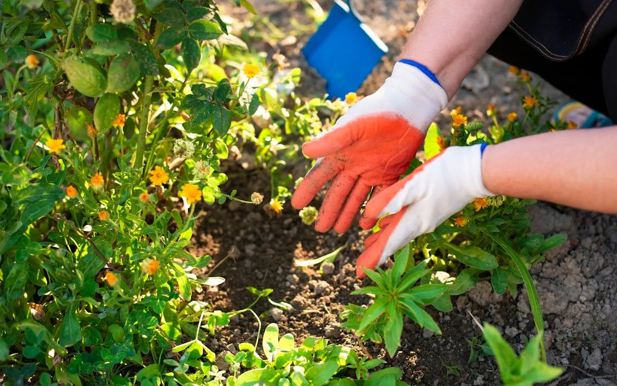 Jardinier en train de planter un jeune fraisier remontant dans une terre riche et paillée, en fin d'été.