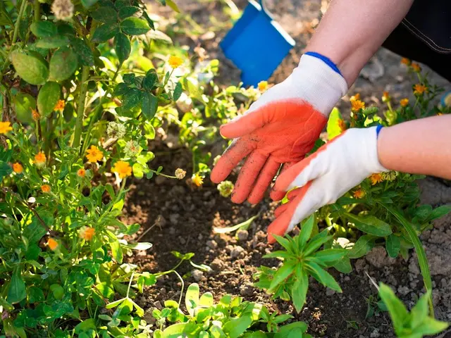 Jardinier en train de planter un jeune fraisier remontant dans une terre riche et paillée, en fin d'été.