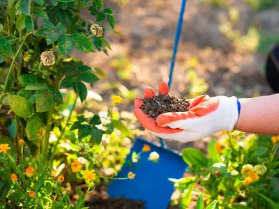 Un jardinier en train de planter un jeune groseillier à racines nues dans un trou de plantation en novembre.