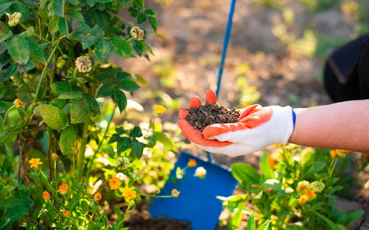 Un jardinier en train de planter un jeune groseillier à racines nues dans un trou de plantation en novembre.