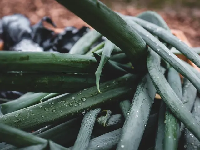 Un potager luxuriant en été avec des rangées de légumes variés sous un soleil radieux, illustrant les conseils du guide Portail Orange.