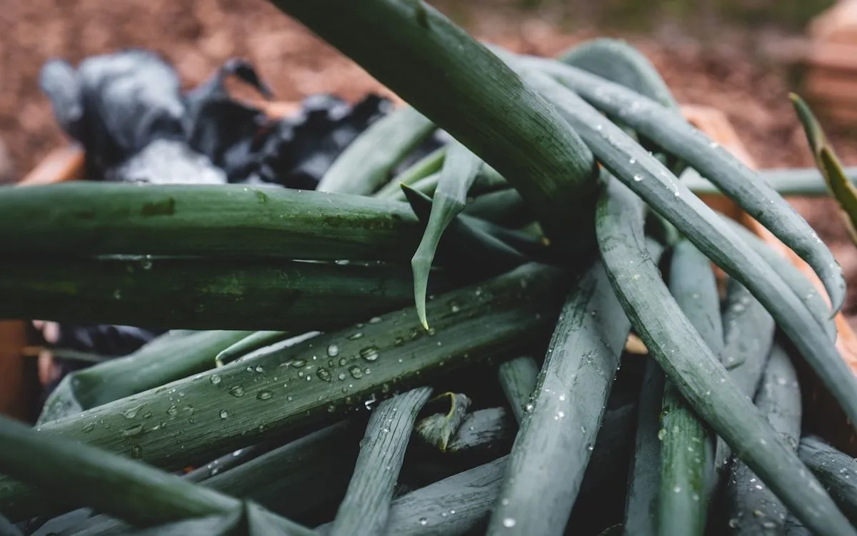 Un potager luxuriant en été avec des rangées de légumes variés sous un soleil radieux, illustrant les conseils du guide Portail Orange.