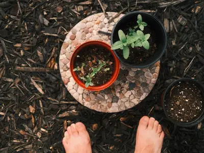 Un potager en hiver recouvert d'une épaisse couche de paillage de feuilles mortes pour le protéger du gel.