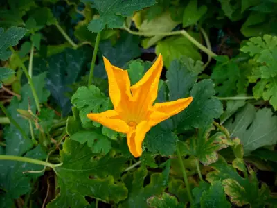 Une petite courgette jaune qui commence à pourrir sur le pied, à côté de sa fleur fanée.