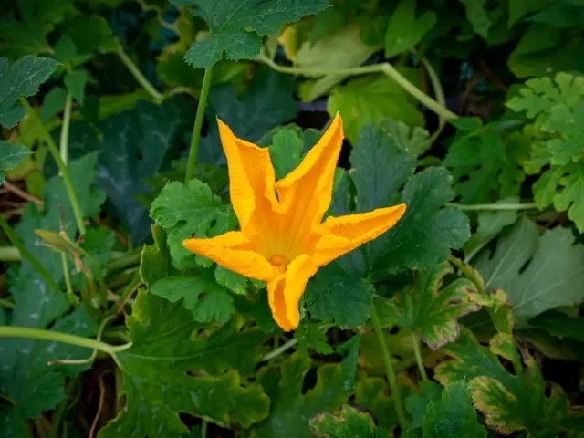 Une petite courgette jaune qui commence à pourrir sur le pied, à côté de sa fleur fanée.