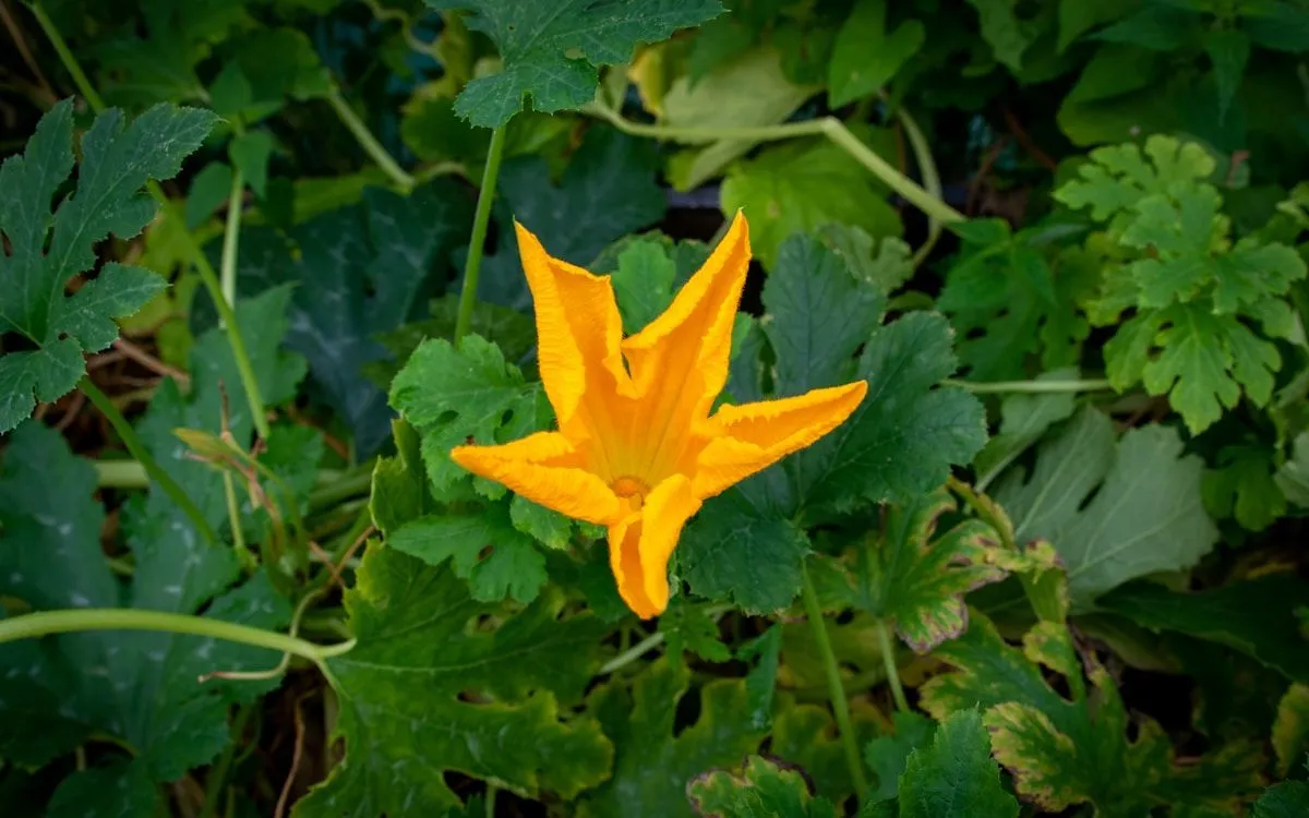 Une petite courgette jaune qui commence à pourrir sur le pied, à côté de sa fleur fanée.