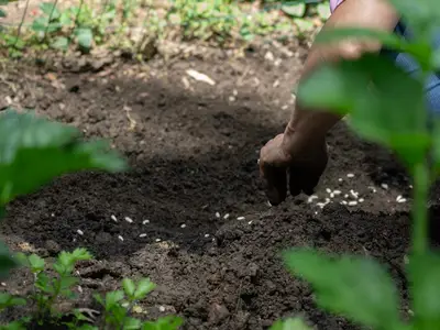 Un jardinier consulte une application météo sur son smartphone avec en arrière-plan un potager luxuriant sous un soleil d'été.