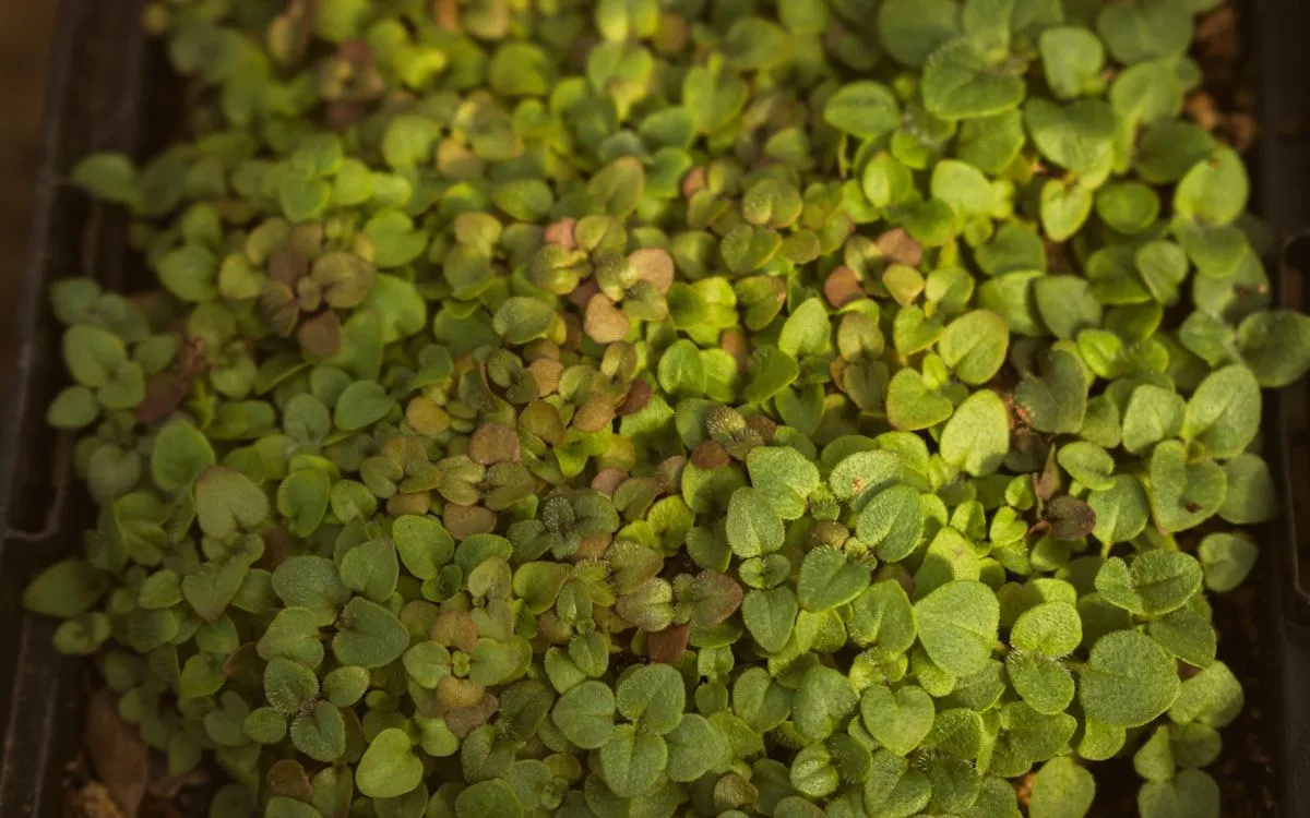 Jardinier examinant un rang de semis avec une mauvaise germination au potager en mai, symbole du bilan de printemps.