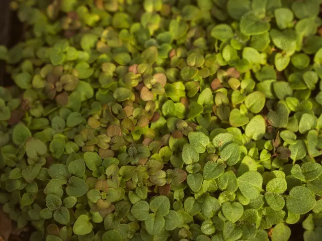 Jardinier examinant un rang de semis avec une mauvaise germination au potager en mai, symbole du bilan de printemps.
