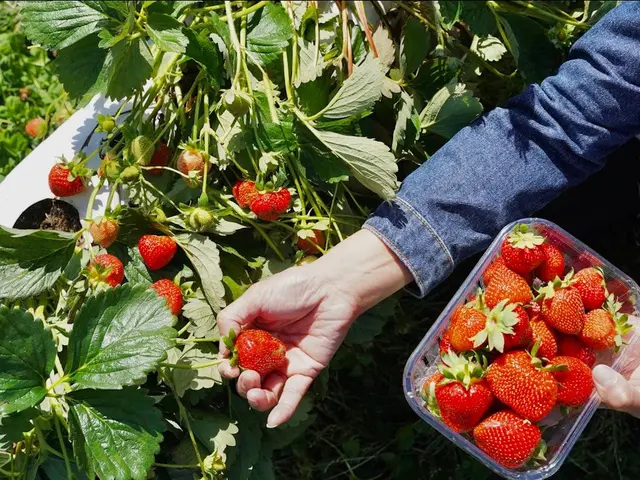 Un pot de confiture maison fraise-rhubarbe, d'une couleur rouge rubis, posé à côté de fraises fraîches et de tiges de rhubarbe.