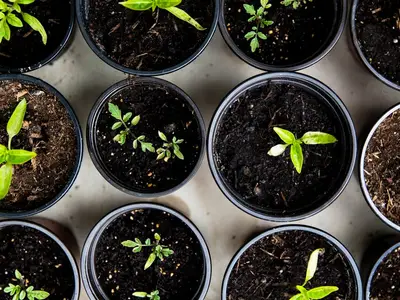 Une station météo connectée avec son capteur extérieur placé dans un potager luxuriant près d'un plant de tomate