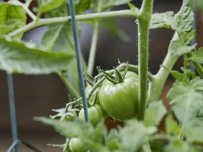 Jardinier installant un voile de forçage sur des pieds de tomates en fin de saison, avec des fruits encore verts.