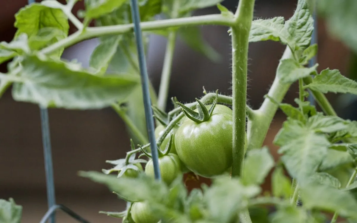 Jardinier installant un voile de forçage sur des pieds de tomates en fin de saison, avec des fruits encore verts.