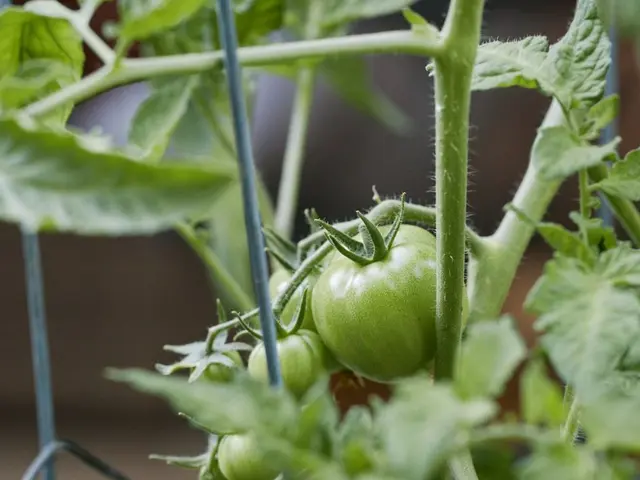 Jardinier installant un voile de forçage sur des pieds de tomates en fin de saison, avec des fruits encore verts.