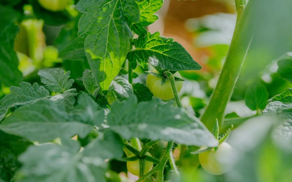 Jardinier installant un voile de forçage P30 sur des arceaux au-dessus de plants de tomates en automne.