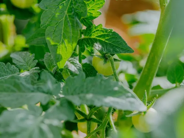 Jardinier installant un voile de forçage P30 sur des arceaux au-dessus de plants de tomates en automne.