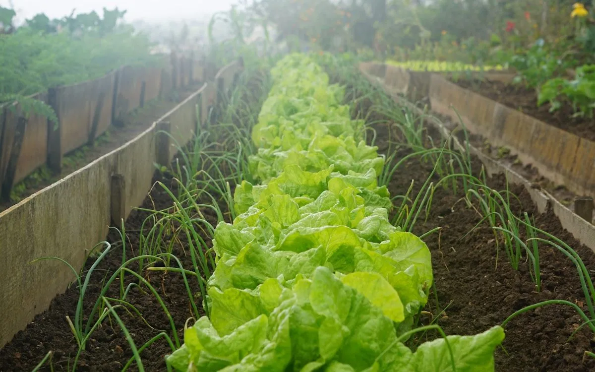 Un jardinier protégeant ses jeunes plants de salade avec un voile d'hivernage lors d'une nuit froide de printemps.