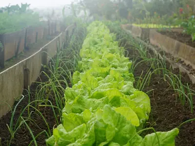 Main de jardinier plantant une bouture de romarin dans un petit pot rempli de terreau.