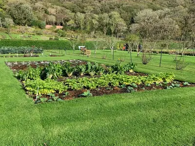 Une punaise de colza adulte, rouge et noire, sur une feuille de chou verte dans un potager ensoleillé.