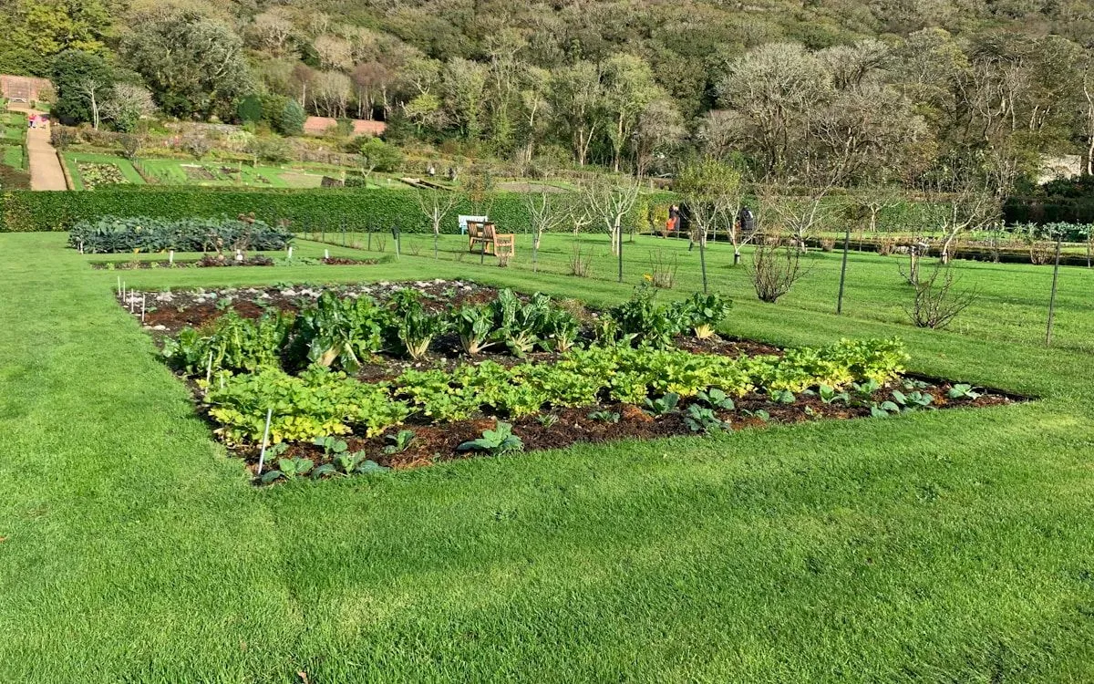 Une punaise de colza adulte, rouge et noire, sur une feuille de chou verte dans un potager ensoleillé.