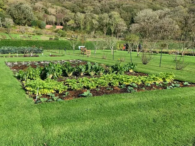 Une punaise de colza adulte, rouge et noire, sur une feuille de chou verte dans un potager ensoleillé.