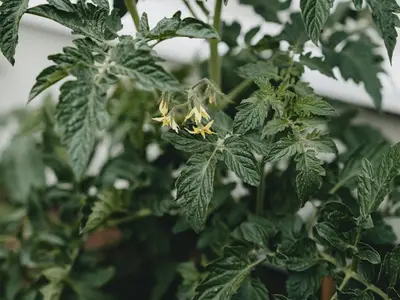 Jeunes plants de tomates vigoureux en godet prêts à être repiqués et plantule de tomate émergant d'un sol riche en plein champ.