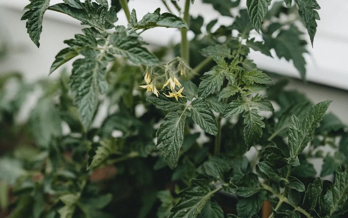 Jeunes plants de tomates vigoureux en godet prêts à être repiqués et plantule de tomate émergant d'un sol riche en plein champ.