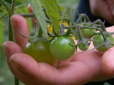 Jeunes plants de tomates précoces poussant en pleine terre sous une cloche de protection au printemps
