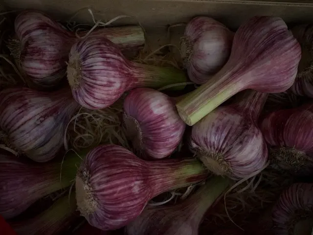 Tresses d'ail et d'oignons fraîchement récoltés en train de sécher dans un abri de jardin aéré.