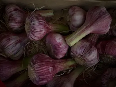 Tresses d'ail et d'oignons fraîchement récoltés en train de sécher dans un abri de jardin aéré.