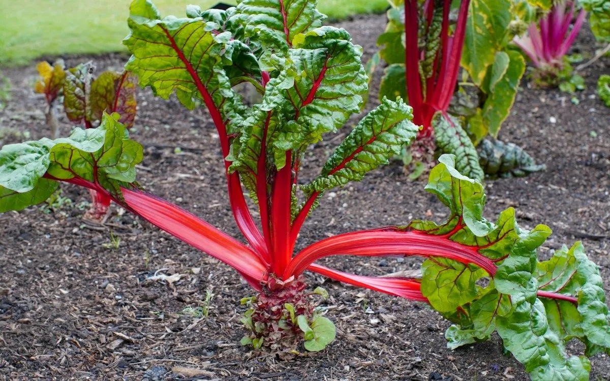 Un jardinier tenant dans ses mains une betterave et un panais fraîchement récoltés, avec un sol humide en arrière-plan.