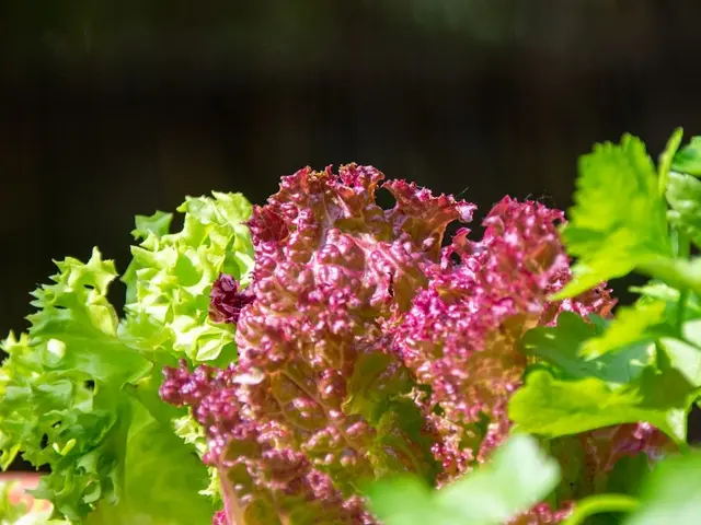 Un jardinier coupant les feuilles extérieures d'une laitue à couper avec des ciseaux, laissant le cœur de la plante intact au potager.