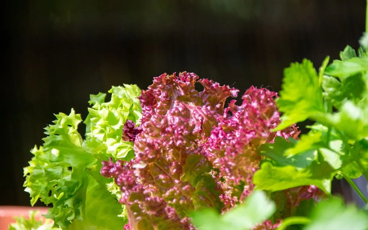 Un jardinier coupant les feuilles extérieures d'une laitue à couper avec des ciseaux, laissant le cœur de la plante intact au potager.