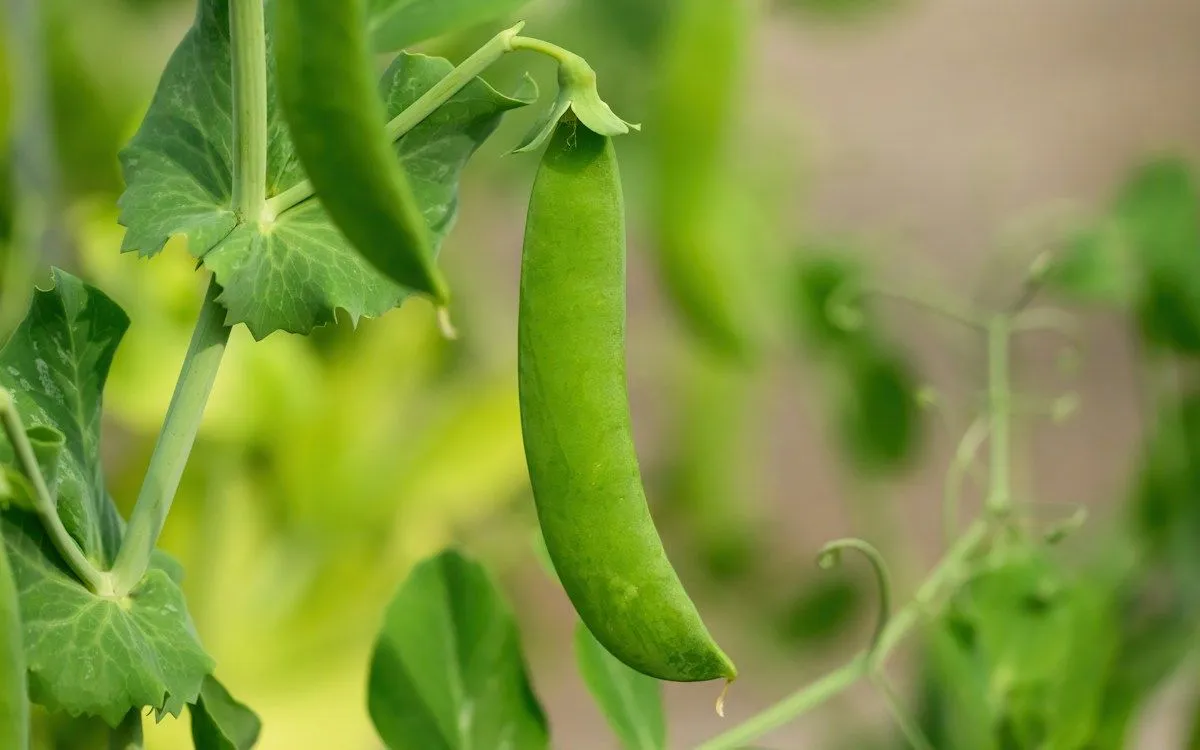 Sol d'un potager craquelé par la sécheresse, avec un épais paillis de paille protégeant le pied d'un plant de tomate résistant.