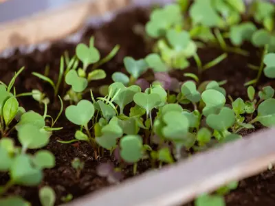 Un jardinier en train de réaliser un semis à la volée de graines de mâche sur une parcelle de terre nue et bien préparée dans son potager d'automne.