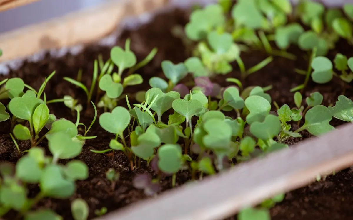 Un jardinier en train de réaliser un semis à la volée de graines de mâche sur une parcelle de terre nue et bien préparée dans son potager d'automne.