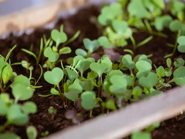 Un jardinier en train de réaliser un semis à la volée de graines de mâche sur une parcelle de terre nue et bien préparée dans son potager d'automne.