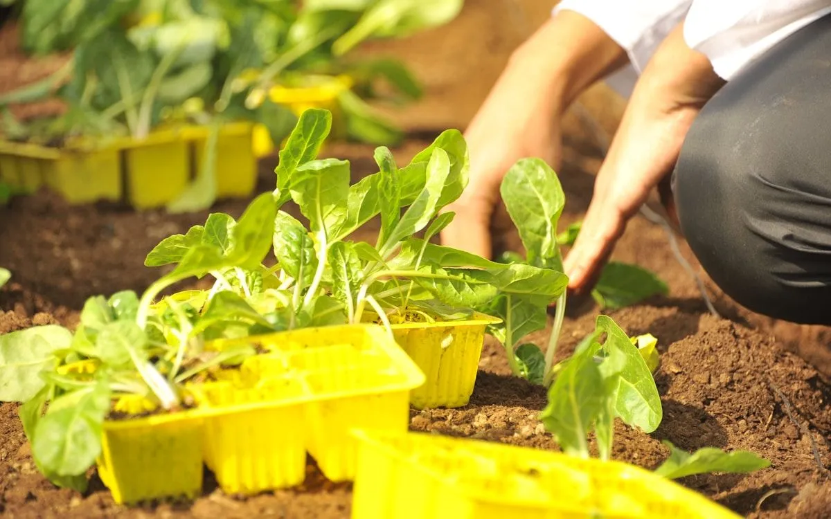 Un jardinier sème des graines d'épinard dans un sillon de terre fraîche, dans une zone partiellement ombragée du potager.