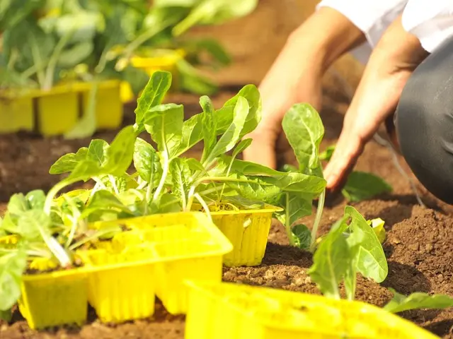 Un jardinier sème des graines d'épinard dans un sillon de terre fraîche, dans une zone partiellement ombragée du potager.