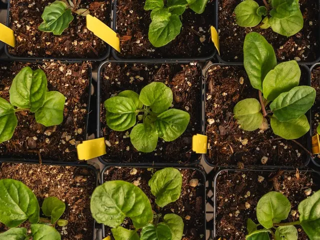Jeune plant d'épinard de la variété Géant d'Hiver poussant dans un potager en automne