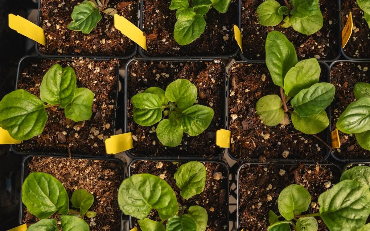 Jeune plant d'épinard de la variété Géant d'Hiver poussant dans un potager en automne