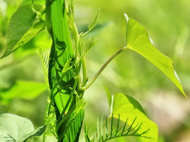Gros plan sur des graines de haricots en train de tremper dans un bol d'eau, prêtes pour le semis au potager.