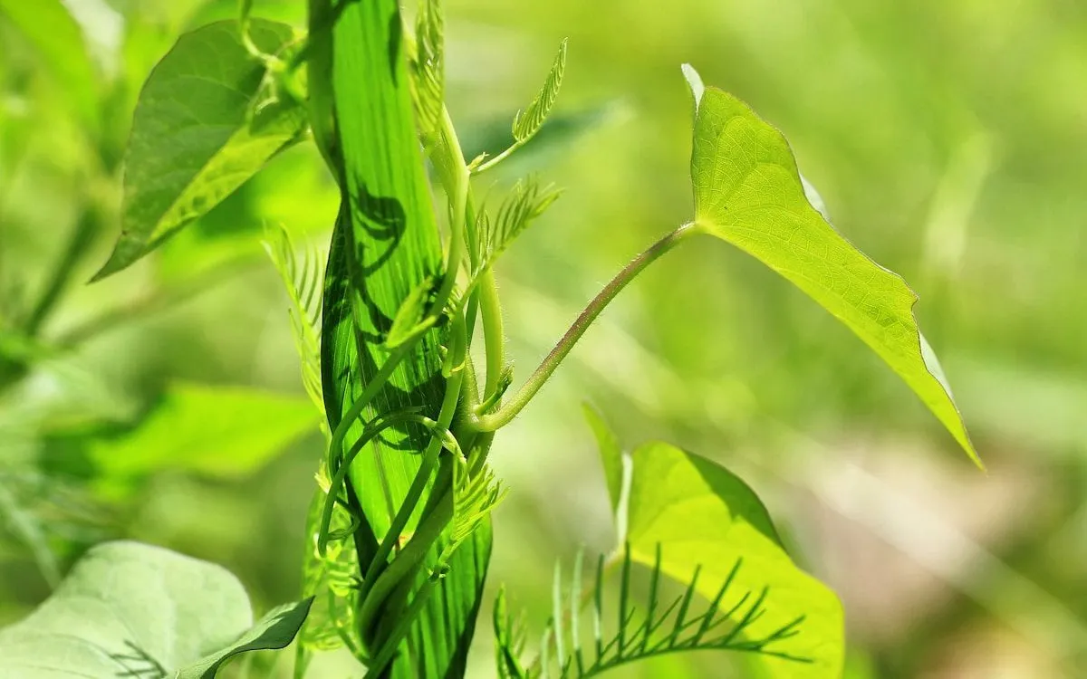 Gros plan sur des graines de haricots en train de tremper dans un bol d'eau, prêtes pour le semis au potager.