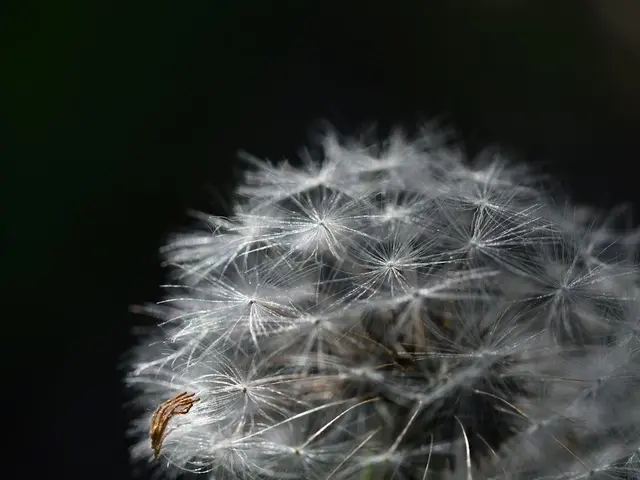 Mains semant des graines de mâche dans un sillon de terre fine, à côté de jeunes plants de choux et d'un rang de navets levés