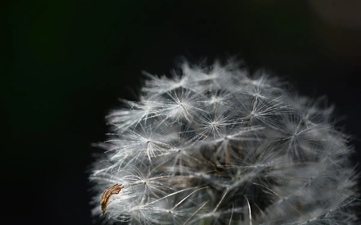 Mains semant des graines de mâche dans un sillon de terre fine, à côté de jeunes plants de choux et d'un rang de navets levés