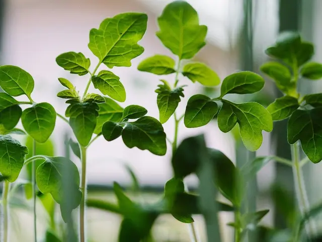 Mains d'un jardinier tenant un jeune plant de légume dans une motte de terreau, prêt à être repiqué au potager.
