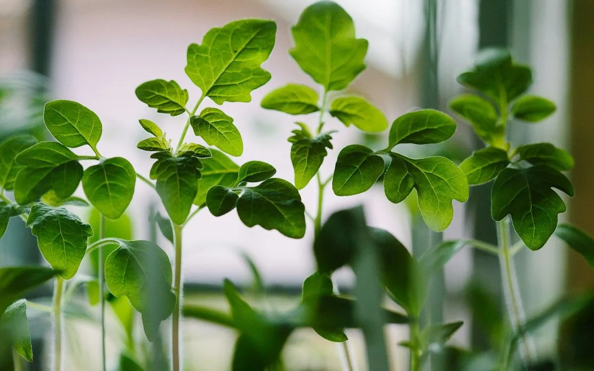 Mains d'un jardinier tenant un jeune plant de légume dans une motte de terreau, prêt à être repiqué au potager.