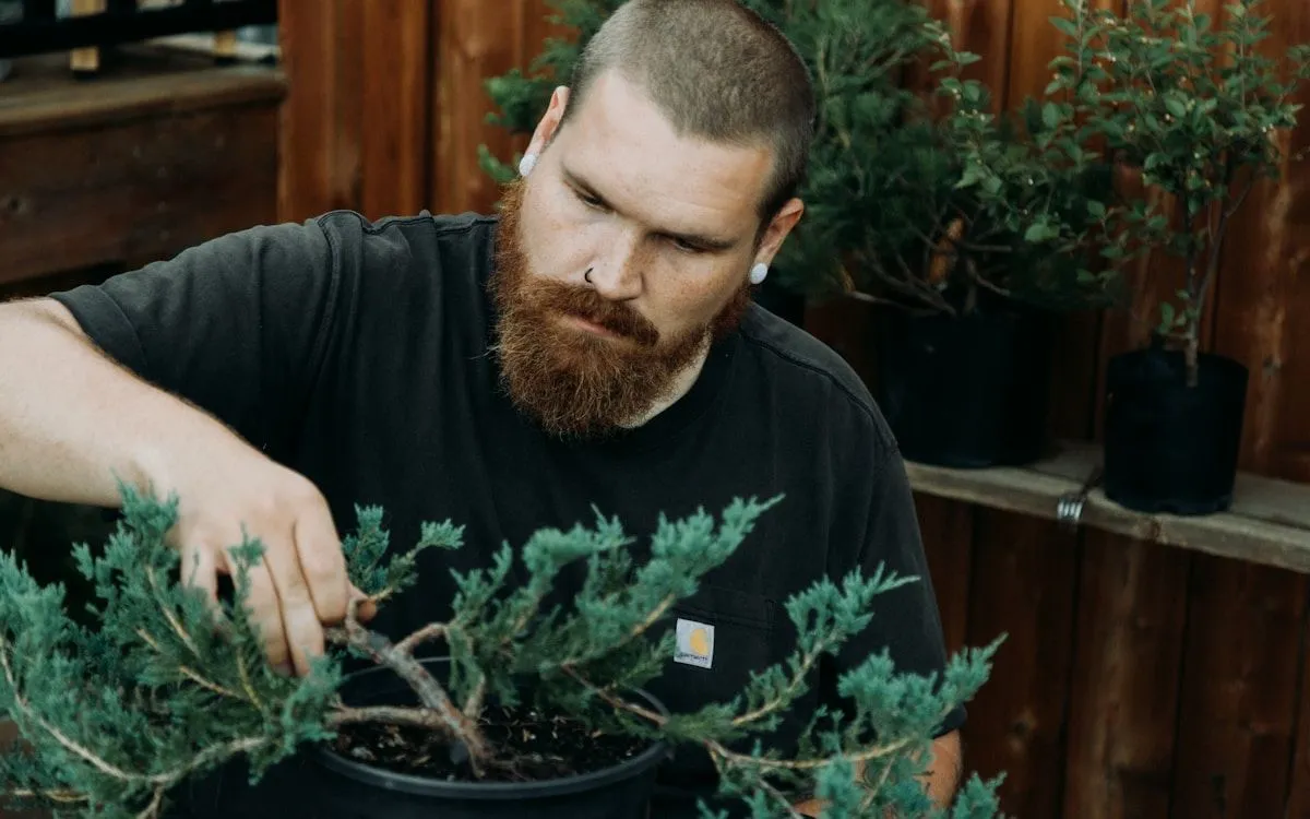 Un jeune pommier bien taillé en hiver, avec ses branches charpentières principales clairement visibles.