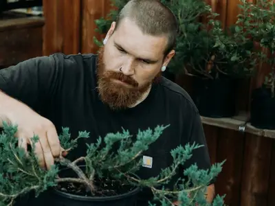Un jeune pommier bien taillé en hiver, avec ses branches charpentières principales clairement visibles.